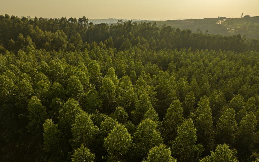 Huella de Carbono: ¿Qué es, cómo medirla y cómo compensarla?